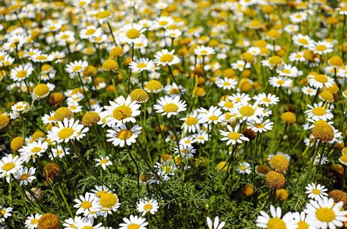 ein Feld mit weißen und gelben Blumen